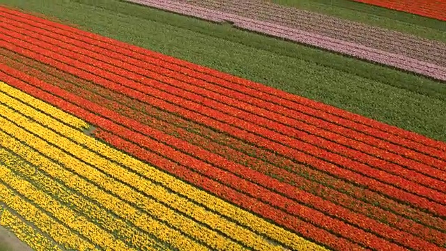 图片:大片田野上成排的盛开的郁金香，红、粉、黄三色，令人惊叹视频下载
