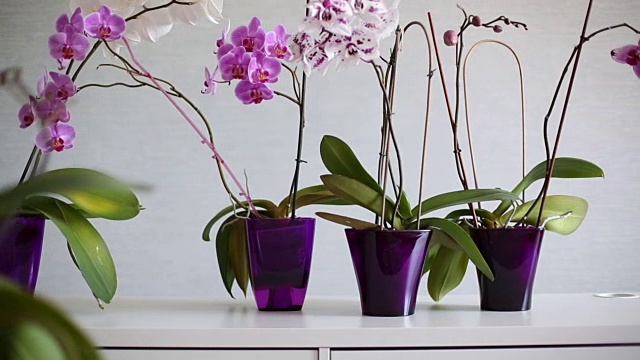 美丽的紫色、粉色和白色兰花在а紫罗兰花瓶在白色的桌子上。视频下载
