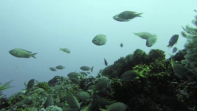 色彩斑斓的鱼在珊瑚礁旁游泳视频素材