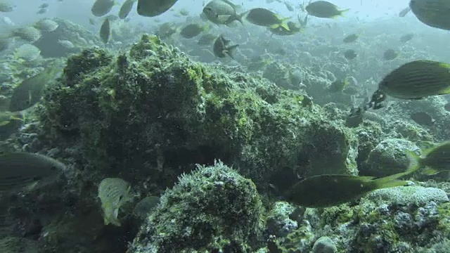 珊瑚礁波米鱼视频素材