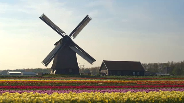 天线:美丽的彩色盛开的郁金香排和古老的木制风车视频下载