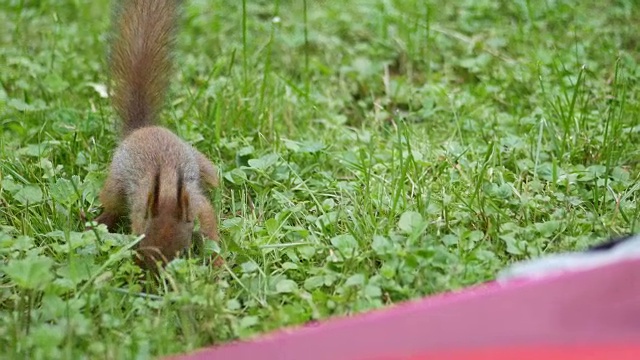 Сurious小松鼠在草丛中嗅着并寻找食物。手持拍摄的视频素材