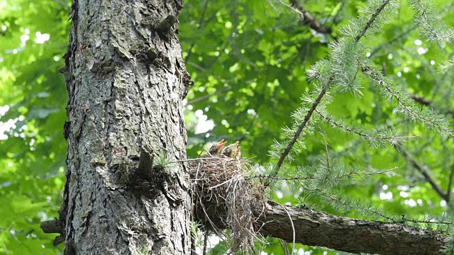 和饥饿的幼鸟在绿色的树上筑巢视频素材