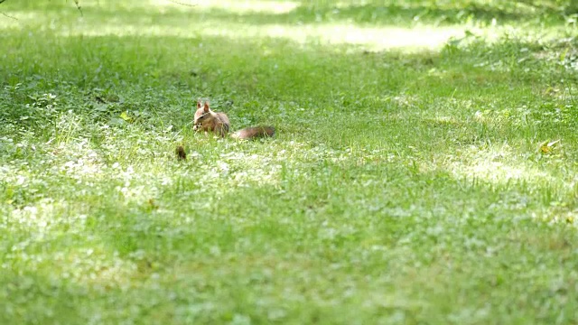 松鼠在草地上吃东西。阳光照射在绿色的草地上视频素材