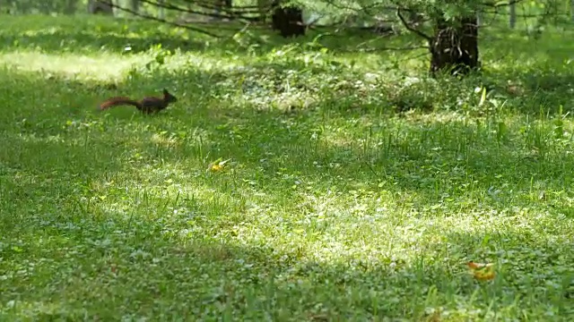 松鼠在草地上跑着跳着，草地上有阳光的斑点。公园里的晴天视频素材