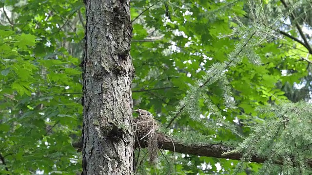 小鸟在树上给鸟巢里的雏鸟喂食视频素材