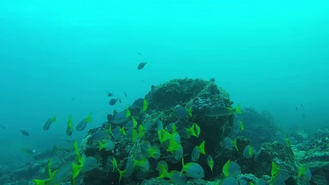 珊瑚礁波米鱼视频素材