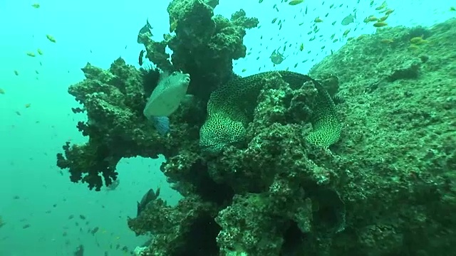 珊瑚生命潜水莫桑比克南非水下录像视频素材