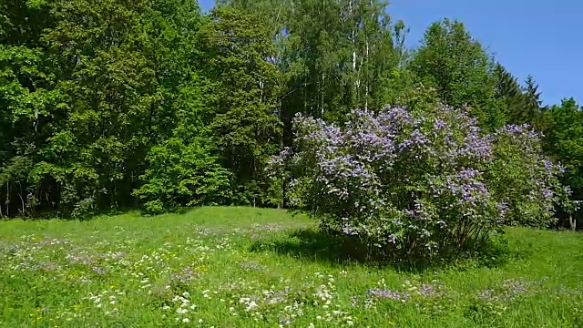 草原草和鲜花在一个阳光明媚的日子视频下载
