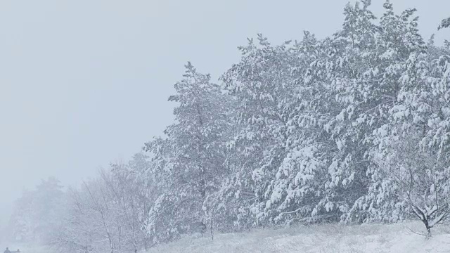 冷杉树在雪野的冬天森林下雪的圣诞节视频素材