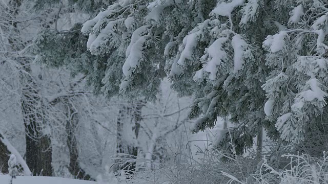 冷杉树枝树在雪野森林圣诞冬天下雪视频素材