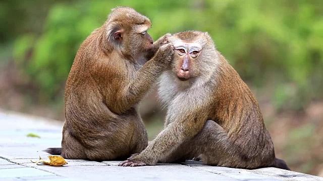 一只雄性猴子在检查雌性猴子身上的跳蚤和虱子视频素材