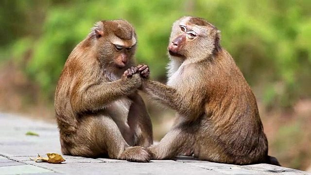 一只雄性猴子在检查雌性猴子身上的跳蚤和虱子视频下载