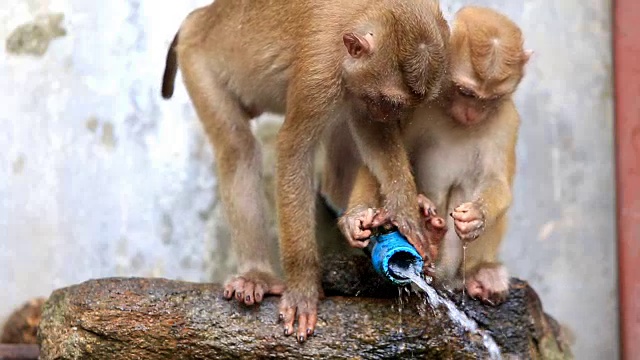 猴子的饮用水视频下载