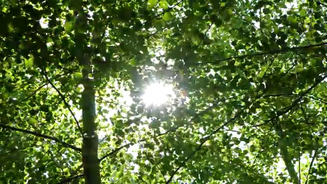 森林树叶中的细节视频素材
