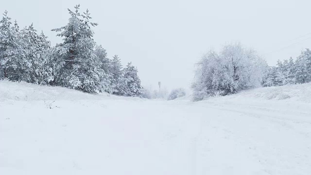 冷杉树在冬天的雪野圣诞森林下雪视频素材