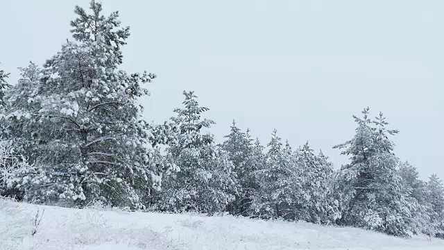 冷杉树在下雪的圣诞节冬天野生森林下雪视频素材