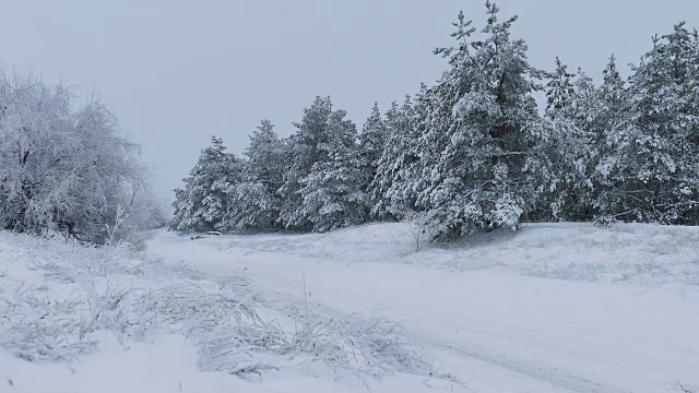 圣诞节冷杉树在雪野森林冬天下雪视频素材