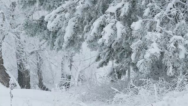 冷杉树在雪枝野森林圣诞冬天下雪视频素材