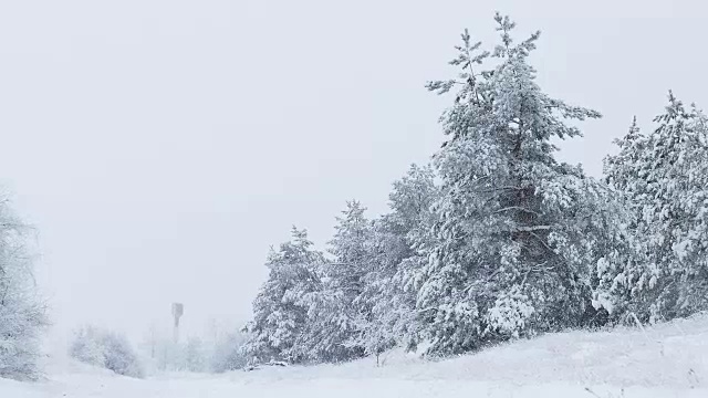 冷杉树冬天在雪野森林下雪的圣诞节视频素材