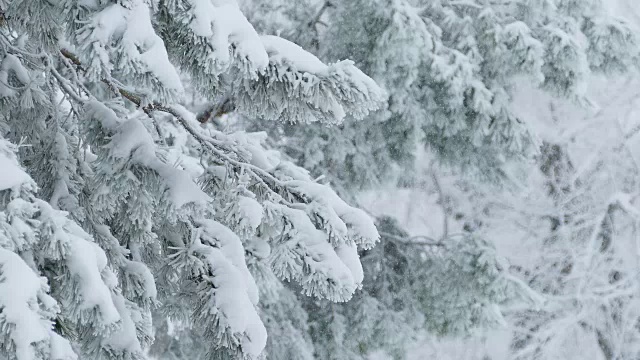 冷杉树在雪野森林圣诞冬季树枝下雪视频素材