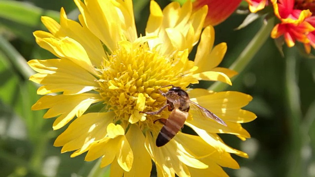蜜蜂从花上采集花蜜视频下载