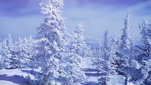 山上冬天的树木被新雪慢慢覆盖。1920 x1080视频素材