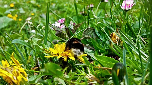 大黄蜂在收集花粉，特写视频素材