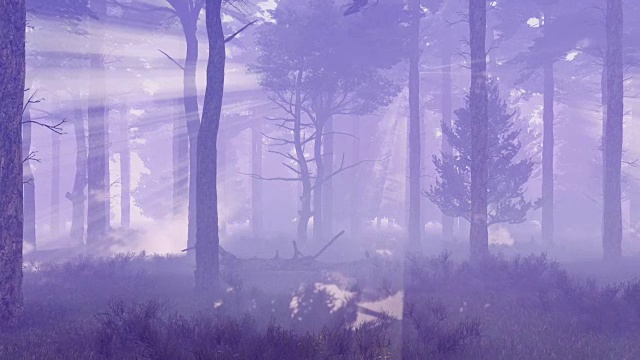 雾蒙蒙的神奇松林视频素材