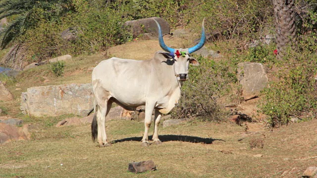 印度牛在草地上吃草视频下载