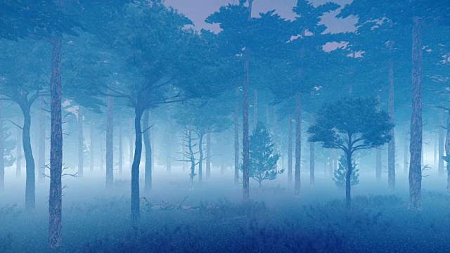 薄雾松林黄昏或雾蒙蒙的夜晚视频素材
