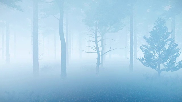 在黄昏或雾蒙蒙的夜晚，松树林中有浓雾视频素材