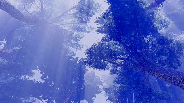 松树在阳光普照的天空下树冠视频素材