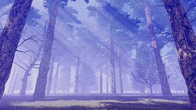 阳光在神奇的雾蒙蒙的松林视频素材