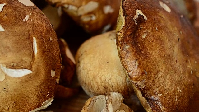 牛肝菌属菌类可食的。蘑菇。视频素材