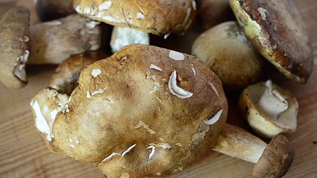 牛肝菌属菌类可食的。蘑菇。视频素材