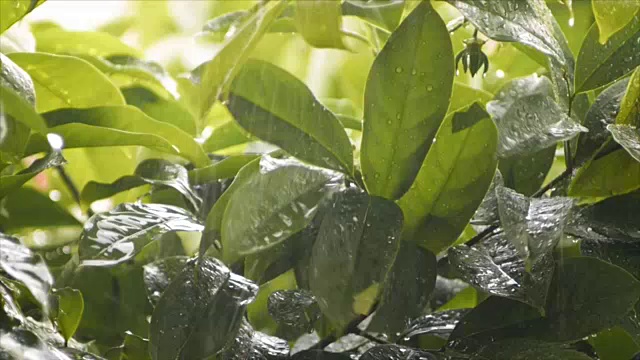 在雨中攀爬依兰叶子的特写视频素材