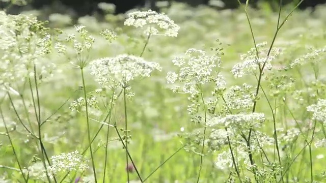 阳光明媚的日子里的野花视频素材