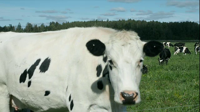 田野上的牛摆姿势等待拍照。视频下载