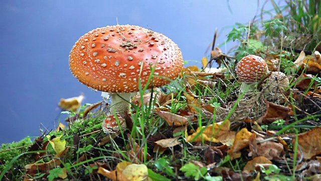 河边的草地上有红色的蘑菇视频素材