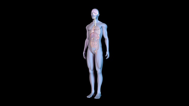 人体解剖学视频下载