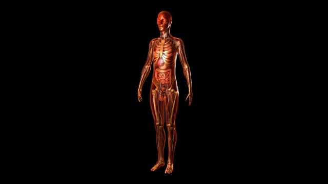 人体解剖学视频下载