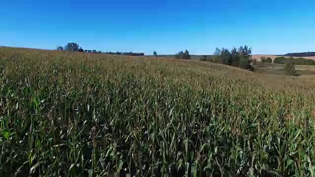 阳光明媚，玉米田上空飞行起飞，鸟瞰图。视频素材