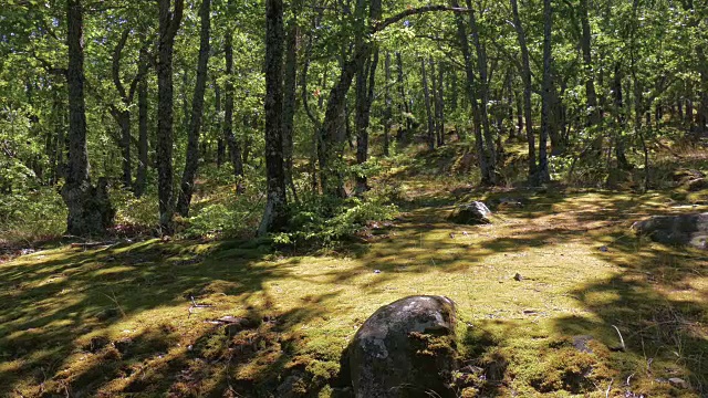 宁静的夏季森林景观视频素材