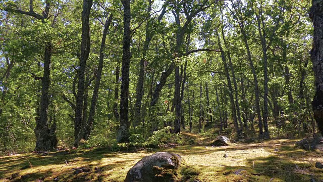 阳光明媚的森林空地视频素材