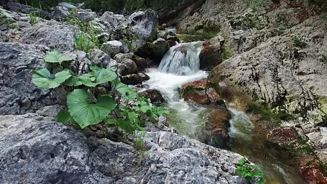 阿尔卑斯山脉野河的动态视图，清澈的蓝色的水和绿色的森林。特里格拉夫国家公园，朱利安阿尔卑斯山，波欣伊山谷，斯洛文尼亚。视频下载