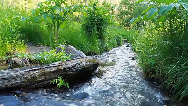 绿色森林河视频下载