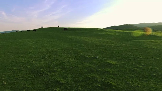 在田野里吃草的奶牛视频下载