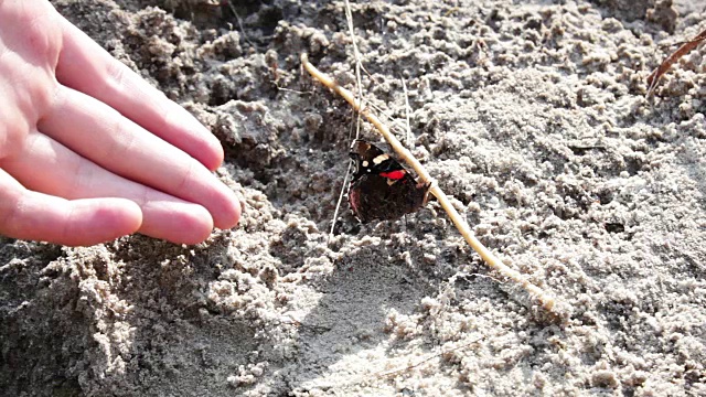 红黑相间的蝴蝶在沙滩上视频下载