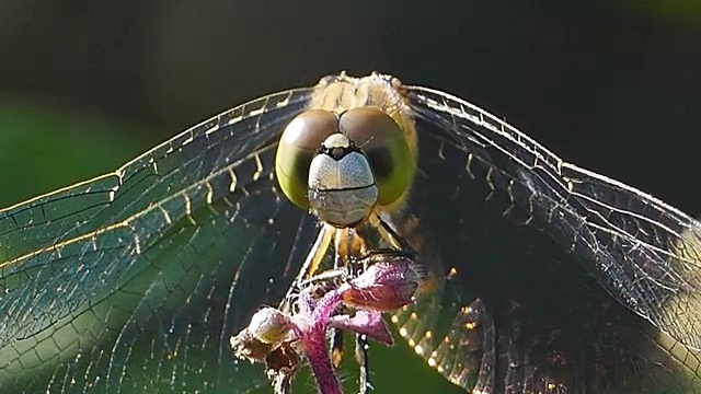 蜻蜓落在一朵花上。视频素材